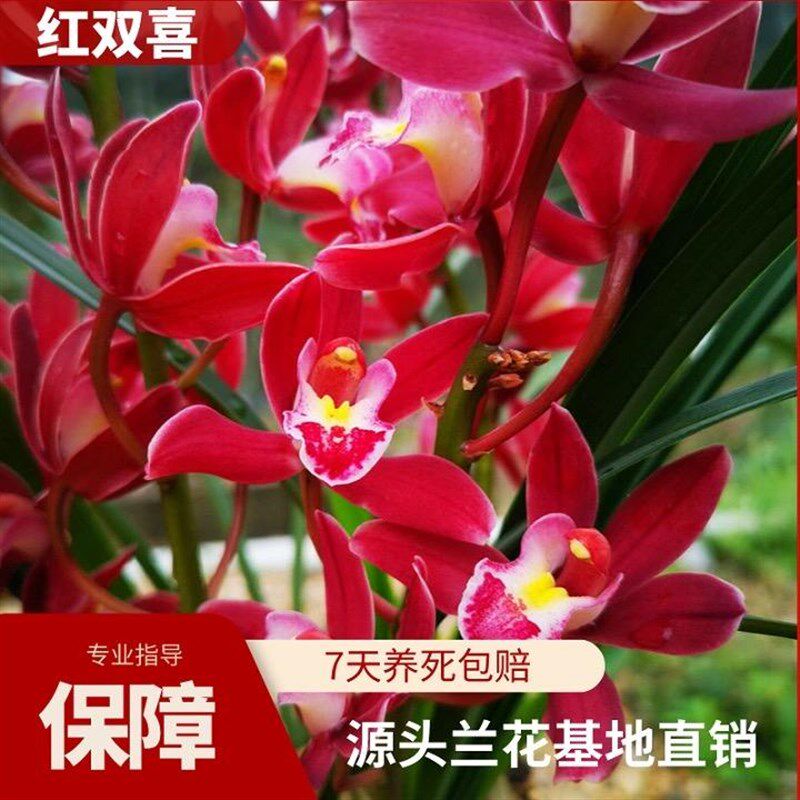 翁源兰花喜花里兰苗大花蕙兰带花浓香型室内客厅好养绿植花卉盆栽