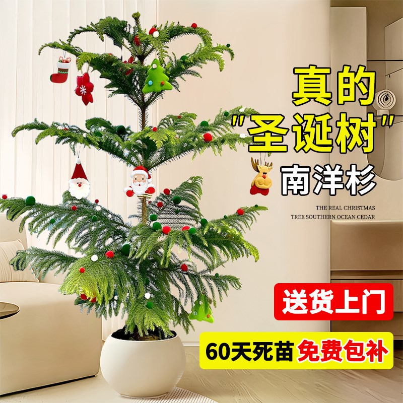 南洋杉盆栽圣诞树真树客厅节日氛围感诺贝松云杉室内大型绿植装饰