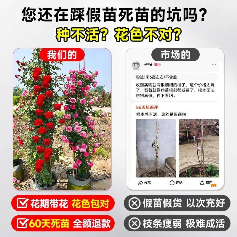 特大母本蔷薇花苗爬藤月季植物四季开花庭院爬墙藤本室外花卉盆栽