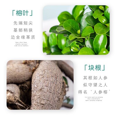 老桩小叶金钱人参榕树盆景造型树苗办公室内四季常青好养绿植花卉