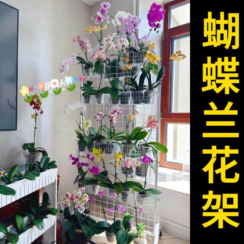 阳台花架2026新款蝴蝶兰花架适合客厅阳台可移动悬挂花盆展示架