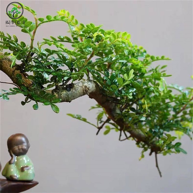 悬崖清香胡椒木盆景新中式室内好养桌面摆件茶室绿植盆栽四季常青