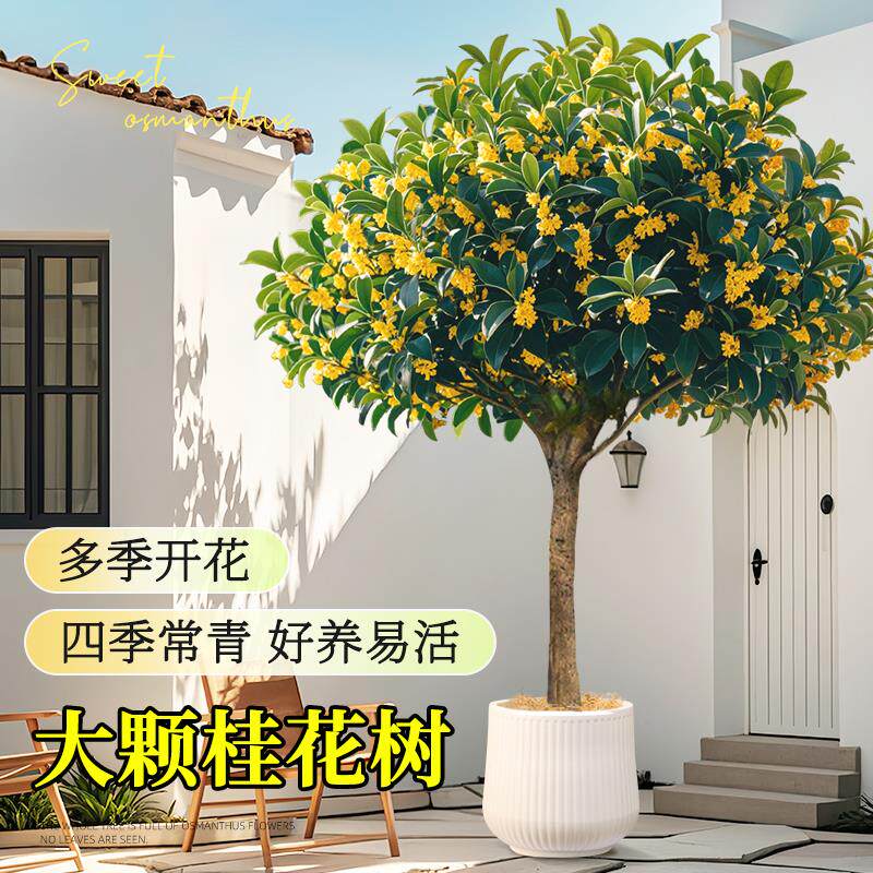 四季老桩桂花树室内外客厅大型绿植金桂月桂矮化落地浓香型盆栽