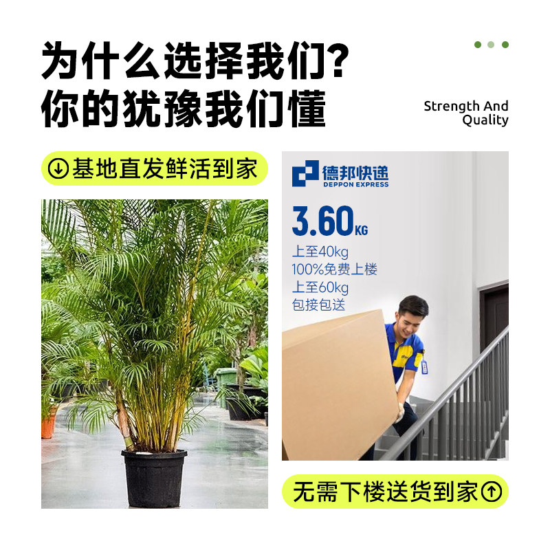 散尾葵凤尾竹盆栽室内客厅大型绿植吸甲醛植物四季常青花卉富贵椰