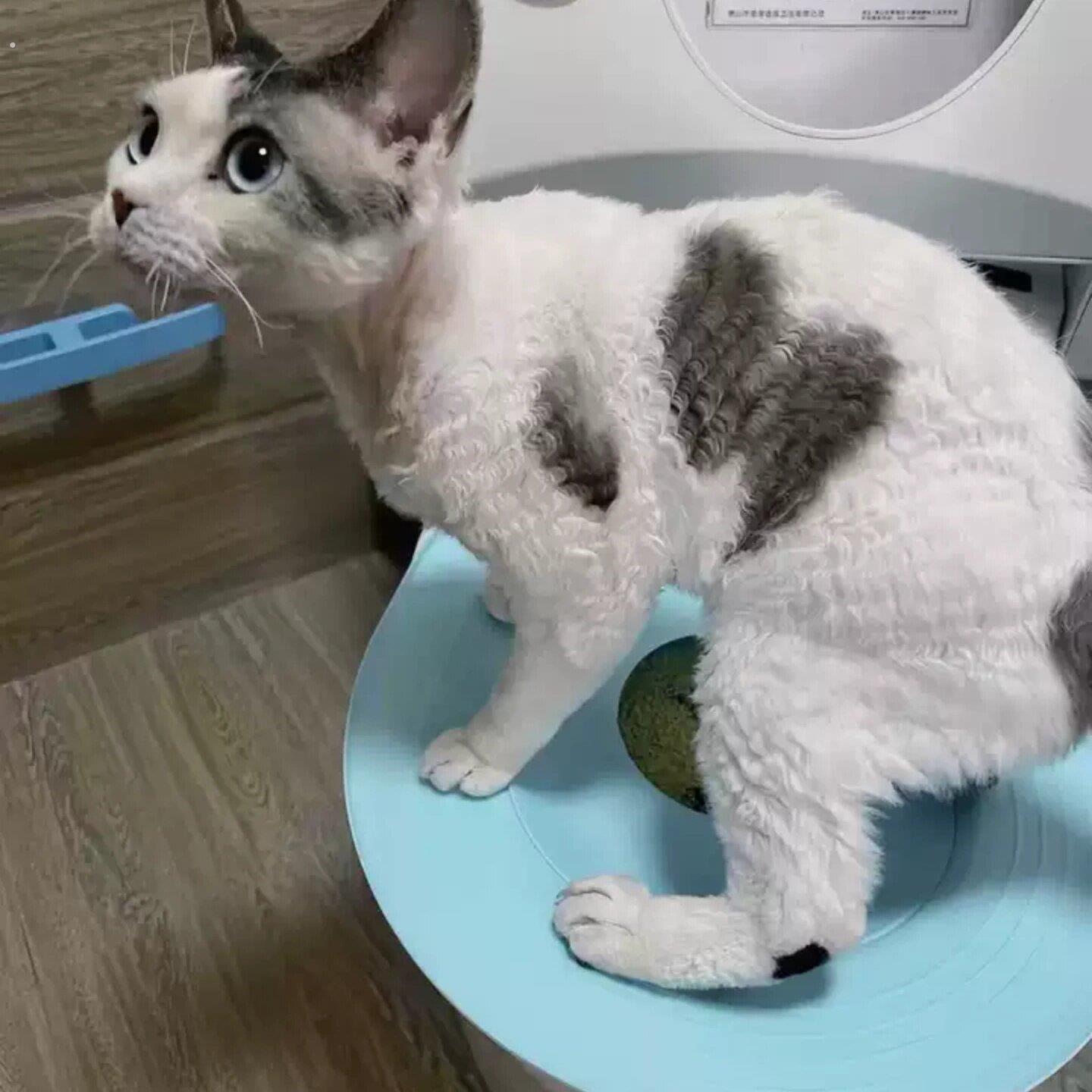 猫咪马桶训练器宠物全自动冲水厕所幼猫智能清理防外溅蹲坑猫砂盆