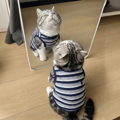 猫咪衣服夏季清凉薄款透气拉夫猫伦背心中小型犬防掉毛家居服睡衣