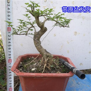 对节白蜡小盆景 微型盆景素材树苗 对接白蜡树桩盆景 子播苗包邮