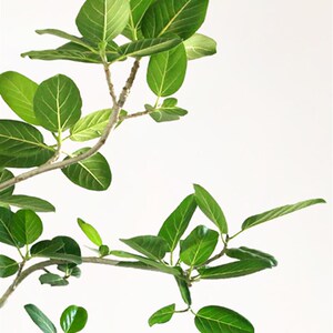高山榕青叶橡皮树盆栽室内大型绿植盆景轻奢客厅绿植大型植物落地