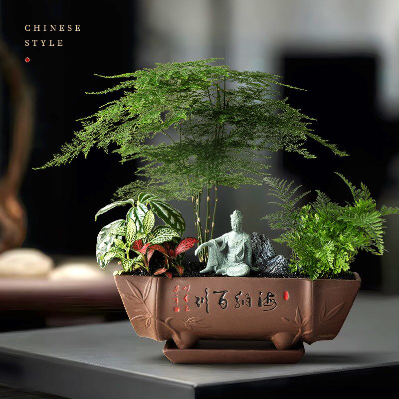 发财树盆景文竹植物花卉客厅办公桌面书房绿植室内盆栽四季好养活