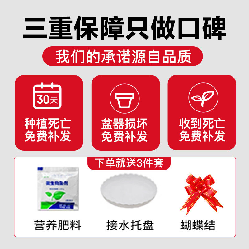 绿萝柱绿箩绿植室内大盆栽植物吸甲醛大叶绿罗办公室花卉盆景好养