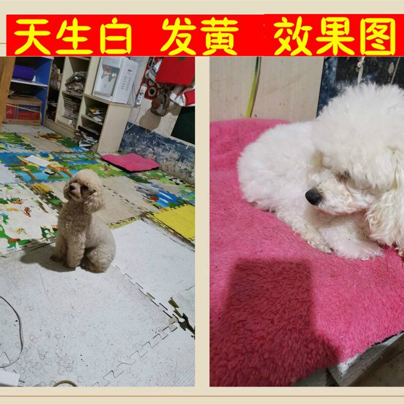 宠物猫狗狗漂白去泪痕粉毛白剂去黄去脏去尿迹胡须美白染白色染色