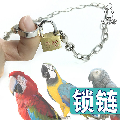 包邮饲养者大型鹦鹉鸟类不锈钢脚链脚环坚固耐咬锁头灰鹦鹉金刚