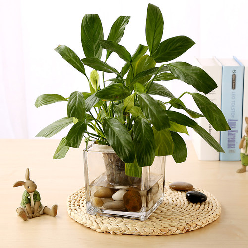 水培植物玻璃瓶 水培绿萝花瓶花盆玻璃透明桌面摆件水养器皿容器