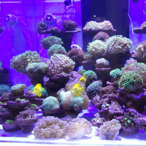 俊星AS海缸珊瑚灯显色成长LED灯具水族鱼缸灯架纯蓝蓝白海水养殖