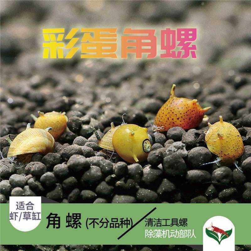 彩蛋角螺蜜蜂角螺角螺除藻螺鱼缸活体工具螺观赏螺迷你螺精品彩蛋