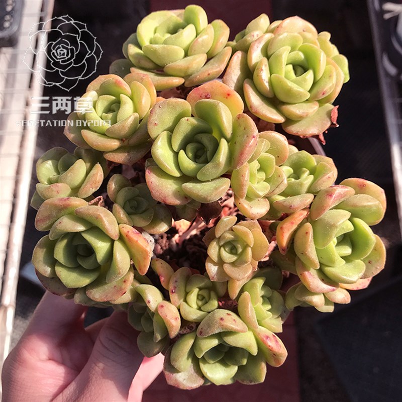 【一物一拍】百合莉莉 百合丽丽多肉植物