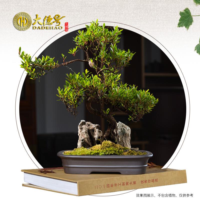 大德号陶瓷紫砂花盆长方形盆景盆微型盆栽小树桩办公桌文竹菖蒲盆