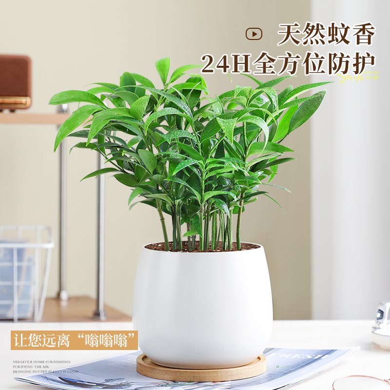 驱蚊竹柏盆栽室内清香绿植花卉办公室桌面四季常青植物好养九里香