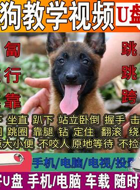 训狗课程U盘训练幼犬马犬德牧边牧跟随零基础训犬视频教程优盘