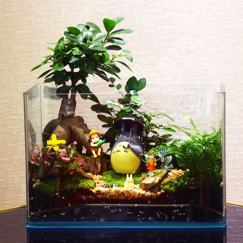 微景观玻璃缸大号生态瓶DIY桌面创意盆栽生日礼物材料包盆景植物
