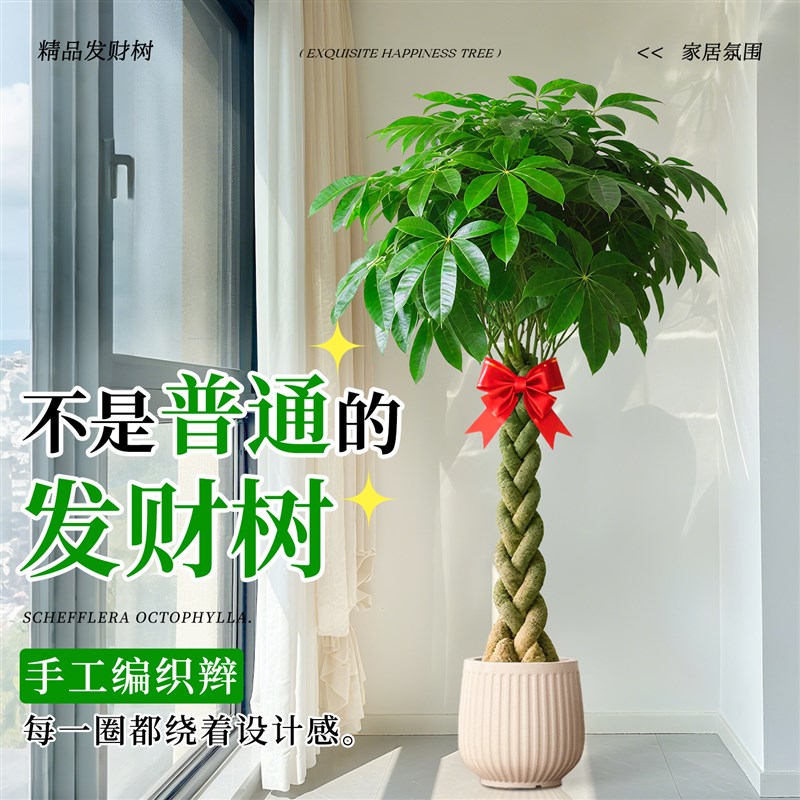 辫子发财树客厅盆栽大招财树大型绿植办公室室内开业乔迁新房植物