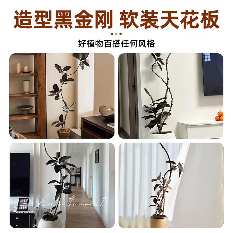 黑金刚橡皮树造型真绿植客厅大盆栽办公室好养盆景老桩吸甲醛植物