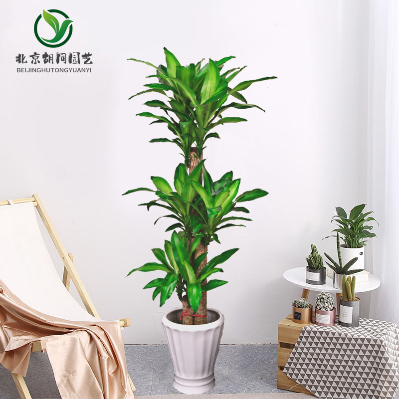 吸甲醛绿植巴西木庭院前台室内盆栽大型花卉北京送礼开业乔迁植物