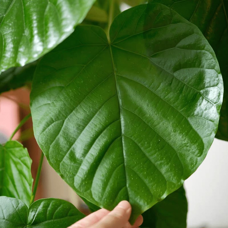 爱心榕盆栽室内大叶植物琴叶榕办公室客厅大型吸甲醛绿植四季常青