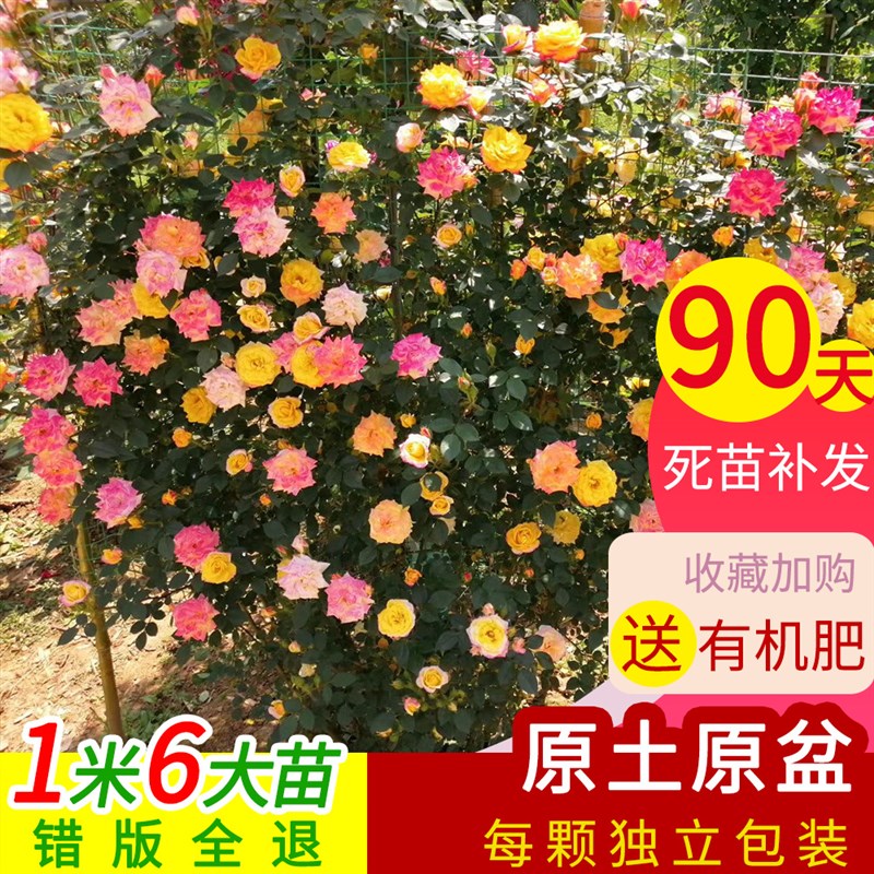 四季开花爬藤月季玫瑰大苗欧月龙沙宝石蔷薇大花庭院花卉盆栽阳台