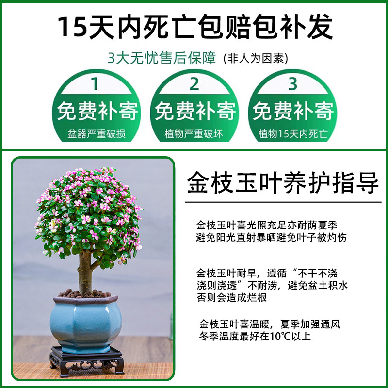 金枝玉叶盆栽老桩多肉植物室内花卉植物耐旱好养绿植阳台造型盆景图片