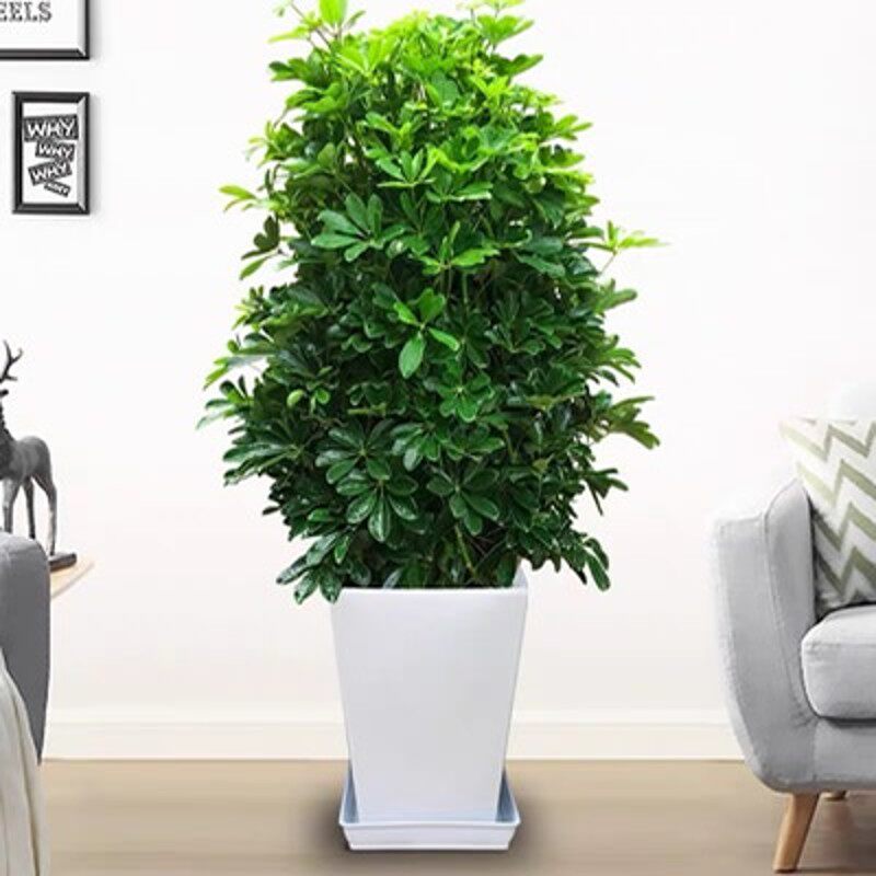 鸭掌木鸭脚木办公室盆栽大型绿植发财树客厅花卉吸甲醛净化空气
