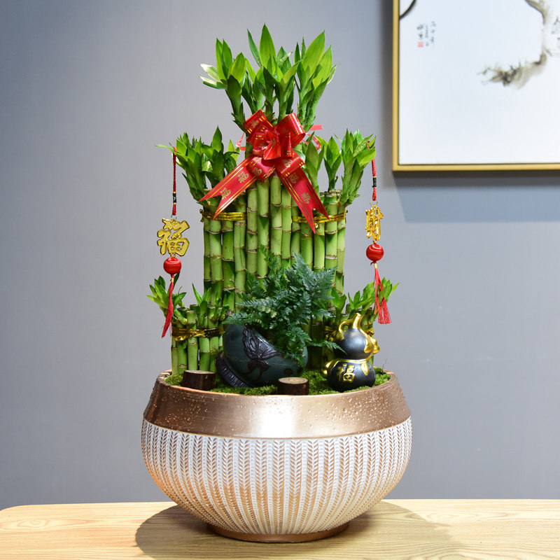 富贵竹节节高塔竹子带根盆栽转运招财绿植物室内客厅年宵花卉盆景