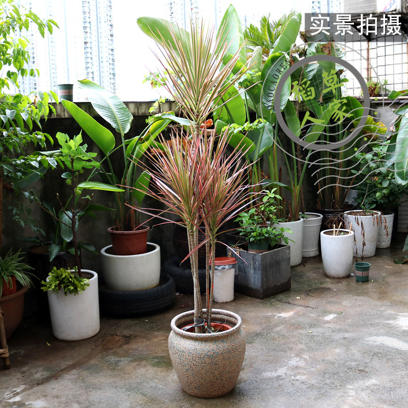 千年木七彩铁客厅大型盆景马尾铁室内吸甲醛净化空气北欧风植物