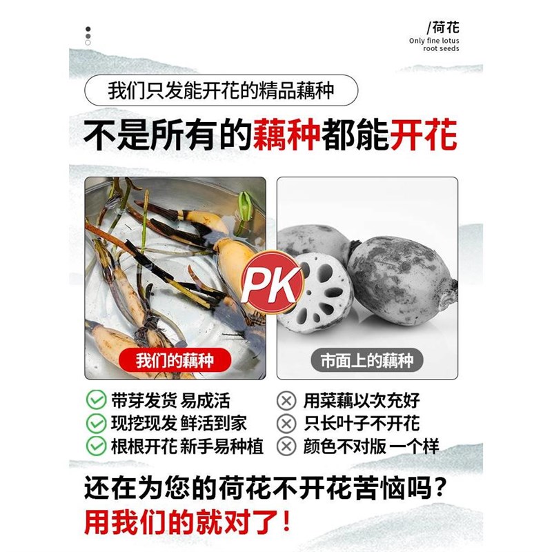 荷花盆栽水养莲藕种苗莲花大型缸养荷花苗睡莲水培植物碗莲种根苗