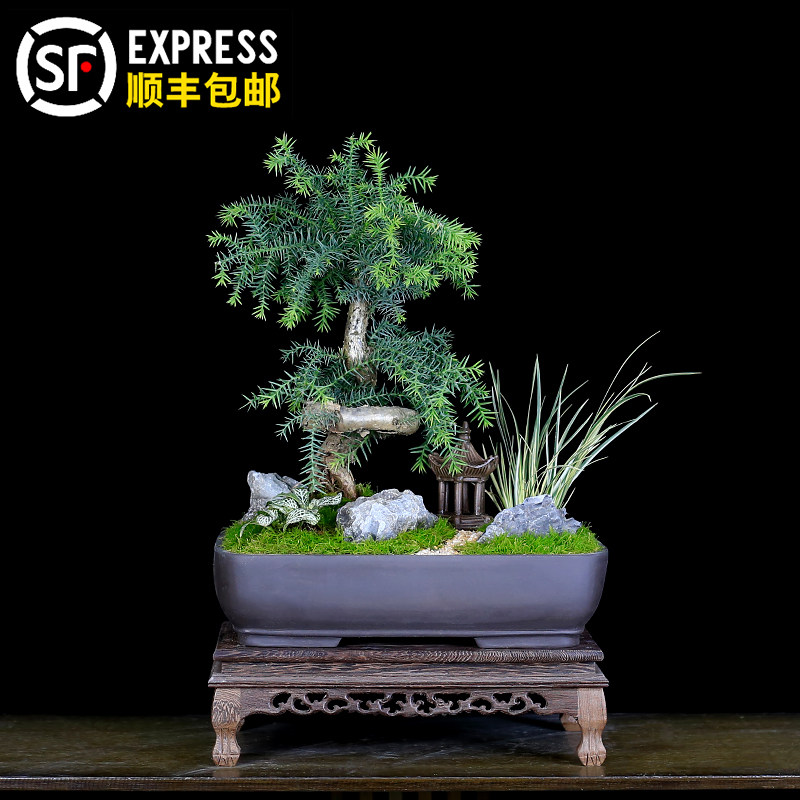 澳洲杉盆景树桩造型老桩植物室内客厅办公室盆栽阳台绿植南洋杉