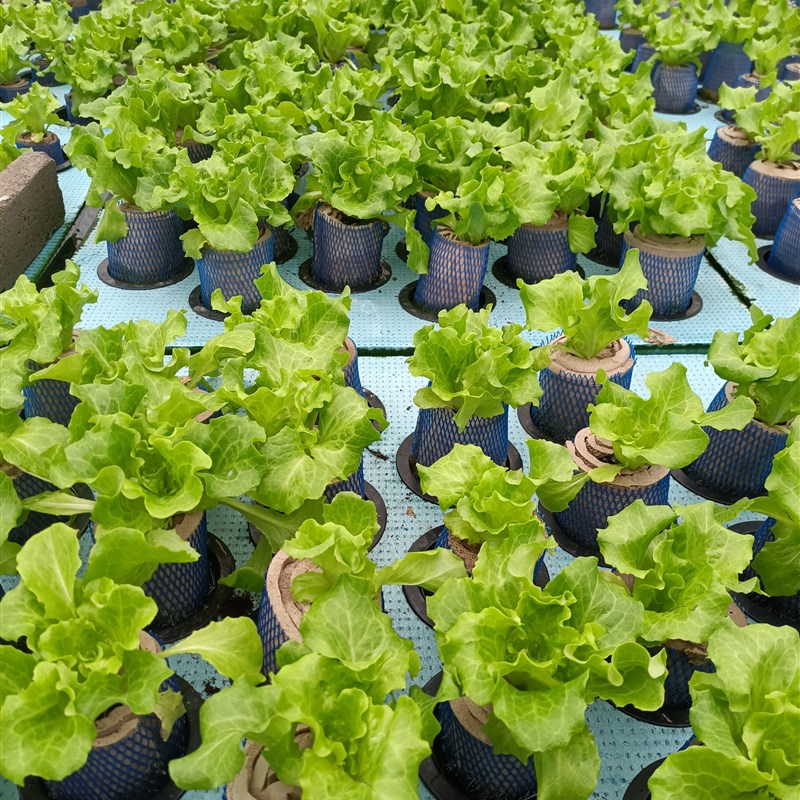 草木计画 划种植海绵育苗块通用型无土栽培基质养花水培代替土生
