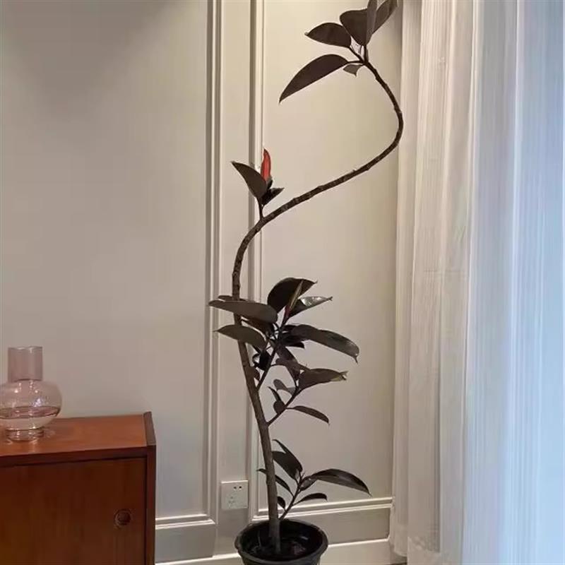 精品橡皮树黑金刚室内大型植物盆栽办公室内客厅U四季绿植净化空