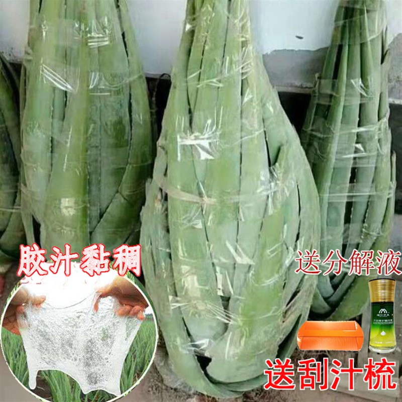 30斤美国库拉索芦荟灌肤美容院专用纳豆牛奶芦荟盆栽芦荟树