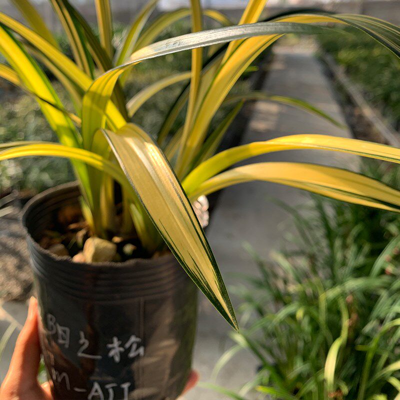 收藏级兰花【兰阳之松】墨兰铭品中透叶艺金黄色高端兰花苗盆栽