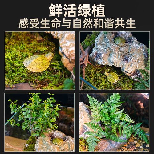 乌龟饲养缸家用生态造景两栖水陆缸养乌龟专用玻璃缸小别墅半水龟