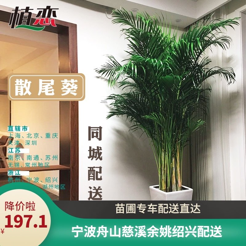 散尾葵盆栽凤尾竹走廊客厅办公室大型绿植净化空气吸甲醛富贵椰子
