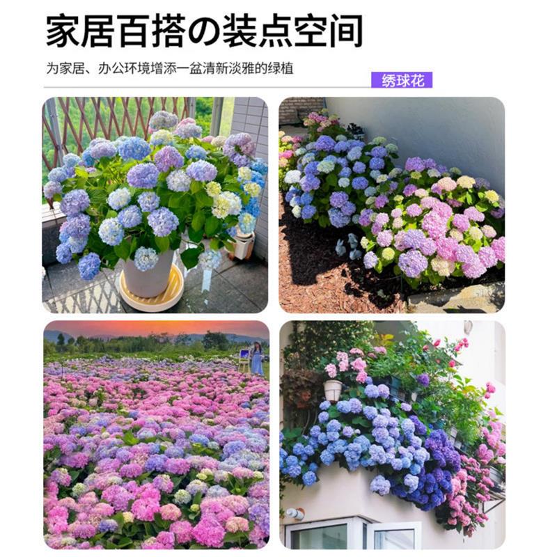 特级绣球花盆栽带花苞大老桩无尽夏花苗四季室内庭院阳台花卉绿植