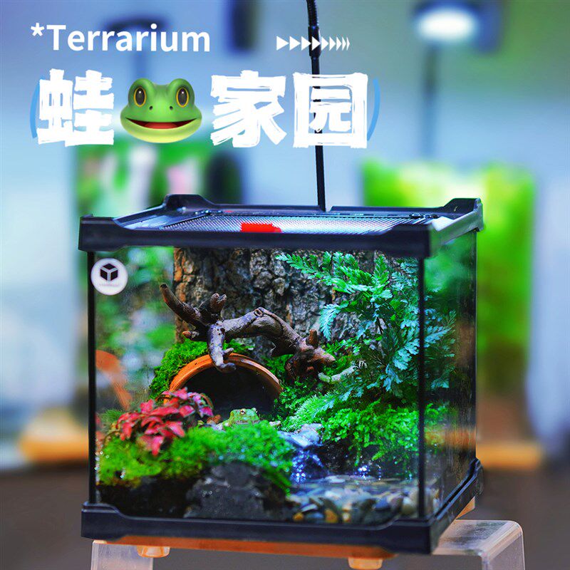 宠物角蛙树蛙生态造景缸创意桌面苔藓微景植物瓶绿植盆栽玻璃盆景