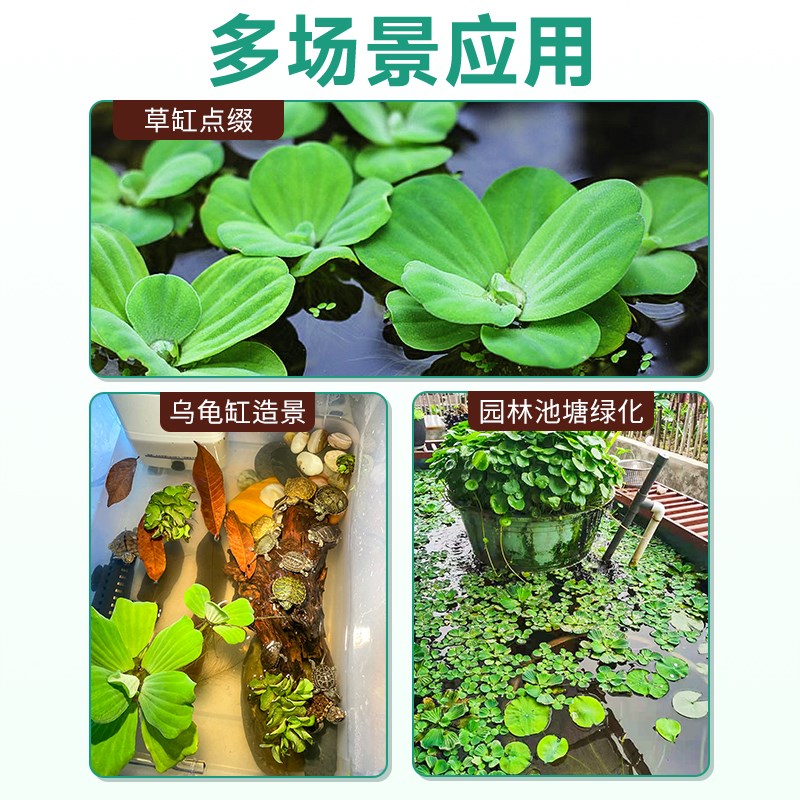 浮萍水草鱼缸造景专用古法养龟鱼水培植物净化水质葫芦一叶莲套餐