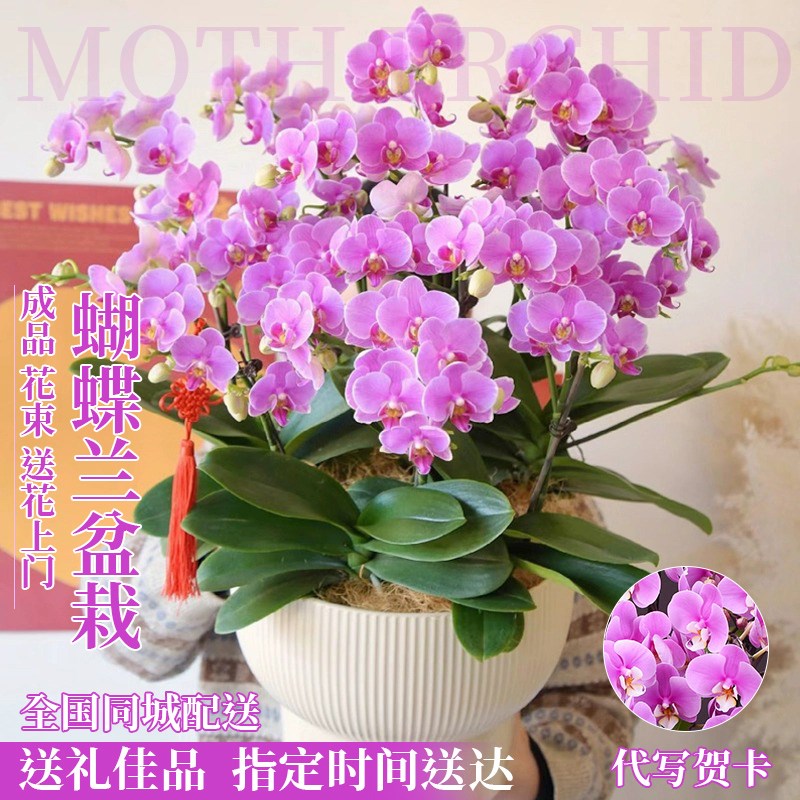 春节新年蝴蝶兰盆栽真鲜花速递同城北京上海乔迁开业年宵花卉配送