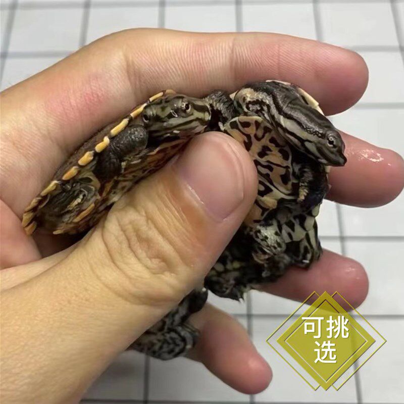 花面蟾头龟希拉里龟深水鱼观赏宠物龟可爱呆萌侧颈龟可拍视频挑选