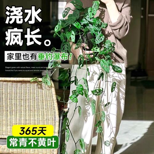 仙洞龟背竹盆栽水培爬藤植物室内好养观叶垂吊绿植适合懒人养的花