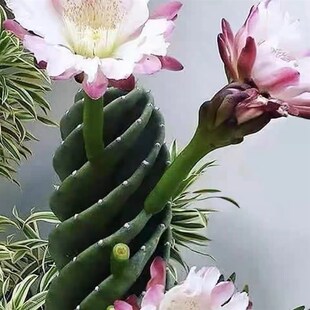龙卷风仙人掌高级螺旋多肉植物室内盆栽仙人球开花品种大全防辐射