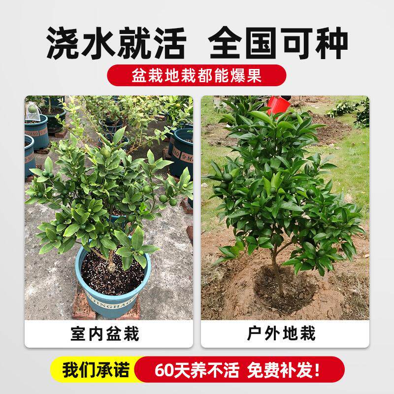 小青柠树苗海南小青桔金桔树香水柠檬树盆栽带果庭院阳台果树果苗