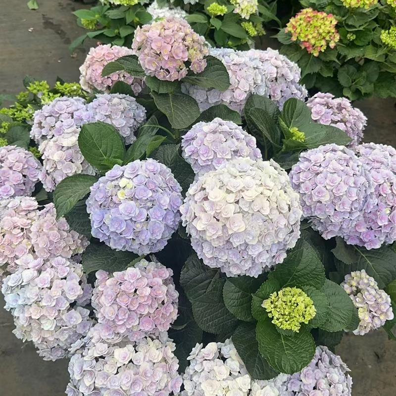绣球花苗无尽夏绣球花盆栽小苗花手鞠万华镜阳台庭院
